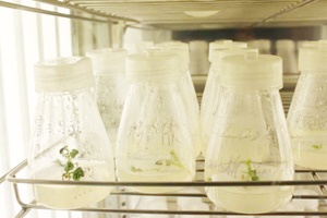 【正海新知】微生物實驗室的布局和運行